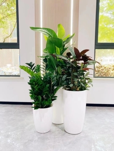 速看！宁波北仑植物租赁价格大揭秘，别错过！